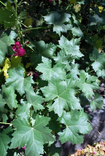 Island mallow (Malva assurgentiflora)