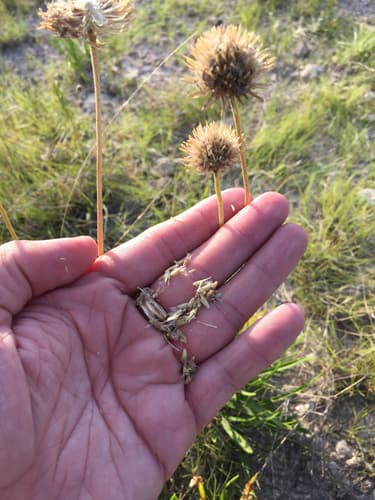 Barbara's Buttons (Marshallia caespitosa)