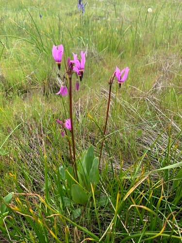 Darkthroat Shootingstar (Dodecatheon pulchellum)