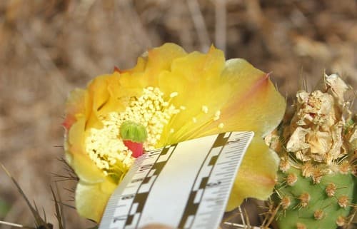 Chaparral pricklypear (Opuntia oricola)
