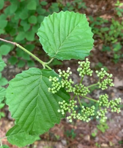 Arrowwood Viburnum (Viburnum dentatum)
