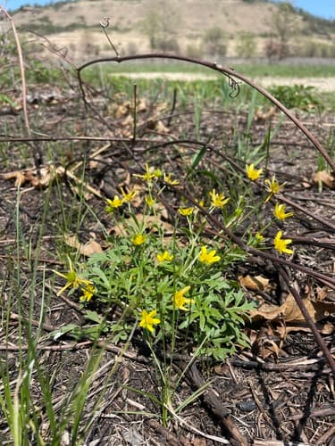 Early Buttercup (Ranunculus fascicularis)