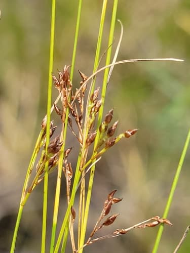 Spreading Beaksedge (Rhynchospora divergens)
