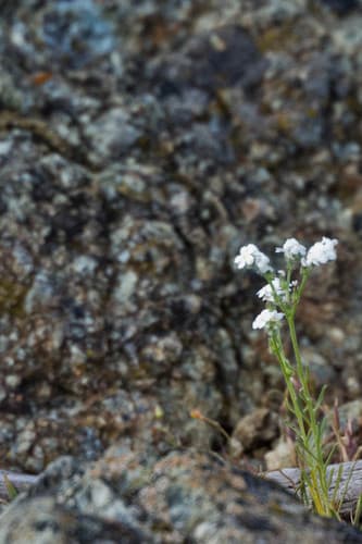Weakstem Cryptantha (Cryptantha flaccida)