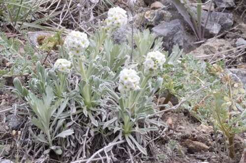 Payson Roundspike Cryptantha (Oreocarya humilis)