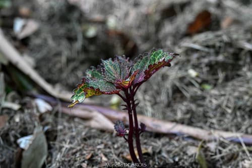 Coleus (Coleus scutellarioides)