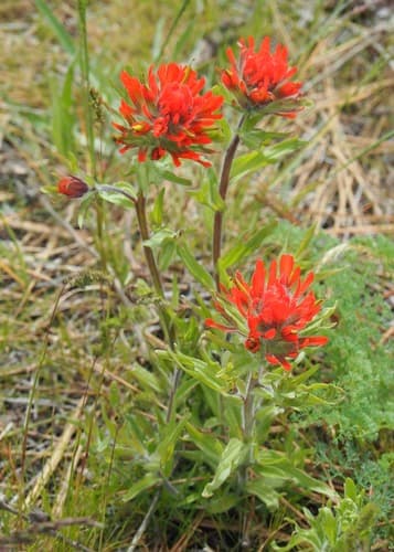 Harsh Paintbrush (Castilleja hispida)
