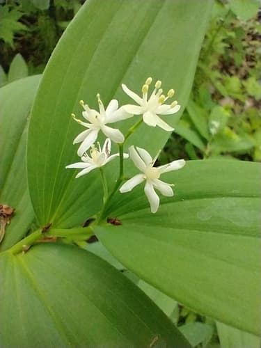 Star False Solomon's-seal (Smilacina stellata)