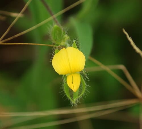 Arrowhead Rattlebox (Crotalaria sagittalis)