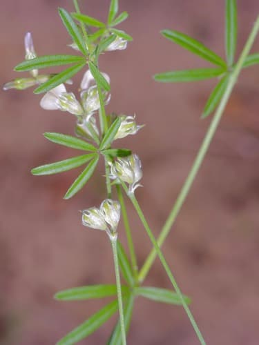 Palmleaf Indian Breadroot (Pediomelum digitatum)