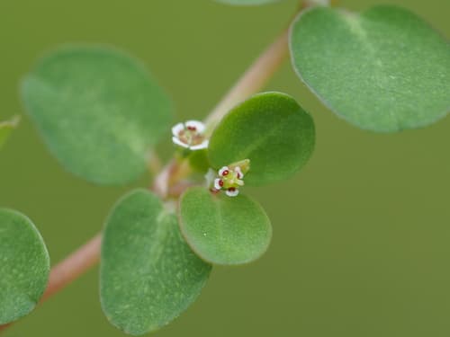 Matted Sandmat (Euphorbia serpens)