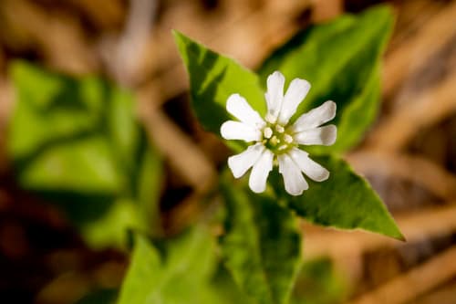 Menzies' Campion (Silene menziesii)