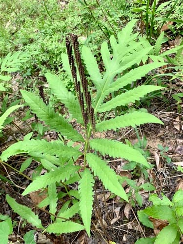 Sensitive Fern (Onoclea sensibilis)
