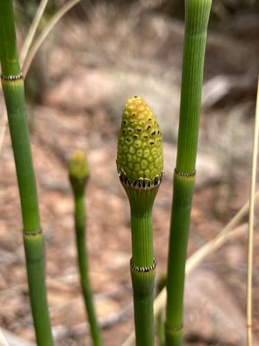 Smooth Scouring-rush (Equisetum laevigatum)