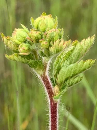 Douglas' Drymocallis (Drymocallis glandulosa)