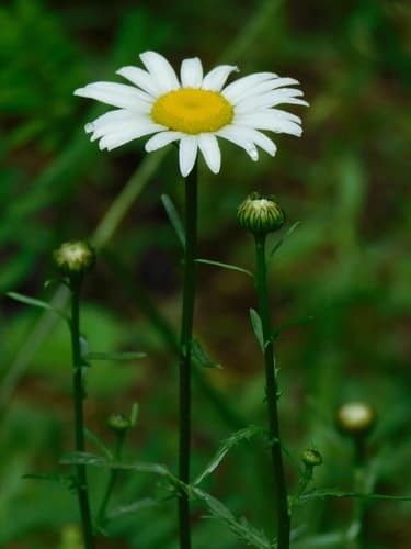 Oxeye Daisy (Chrysanthemum leucanthemum)