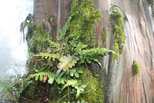 Leathery polypody (Polypodium scouleri)