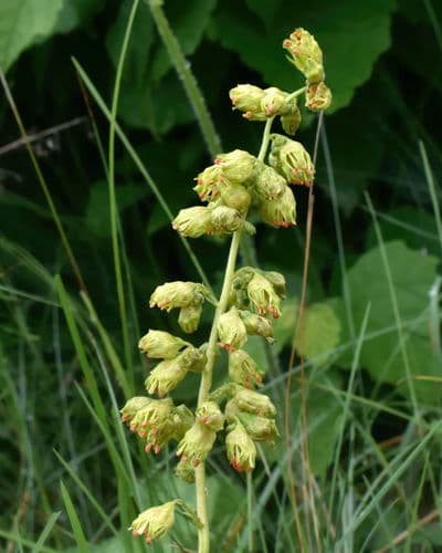 Prairie alumroot (Heuchera richardsonii)