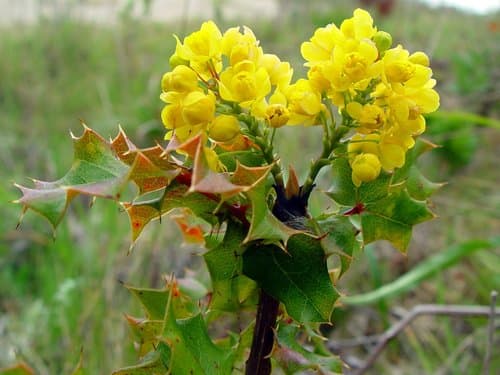 California barberry (Berberis pinnata)