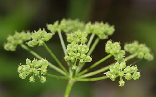 Purple meadow-parsnip (Thaspium trifoliatum)