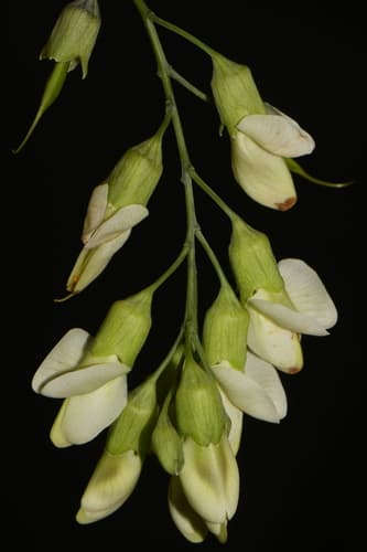 Apalachicola wild indigo (Baptisia megacarpa)