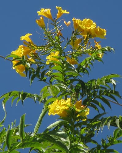 Esperanza (Tecoma stans)