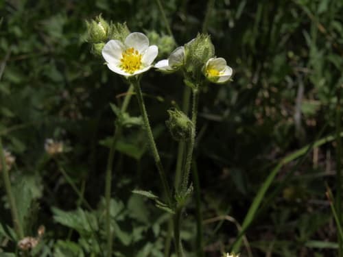 Nevada Cinquefoil (Drymocallis lactea)