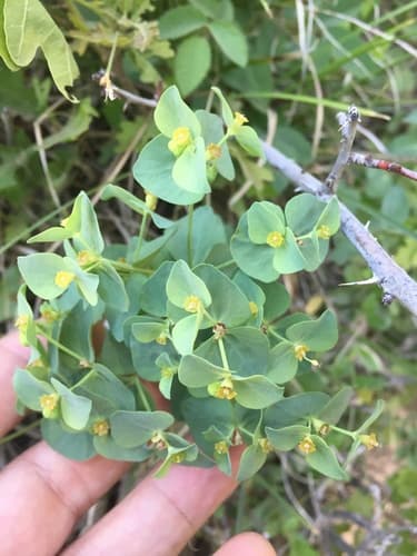Horned Spurge (Euphorbia brachycera)