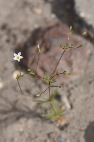 Northern Linanthus (Linanthus septentrionalis)