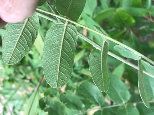 Panicled False Indigo (Amorpha paniculata)