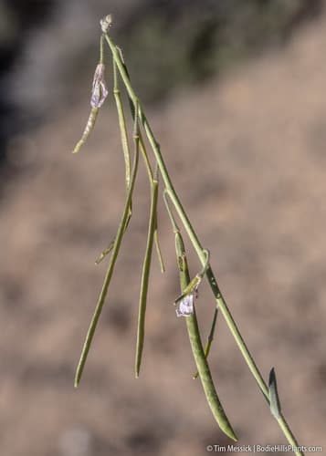 Holboell's Rockcress (Arabis holboellii)