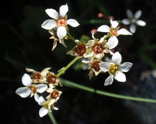 Mountain boykinia (Boykinia major)