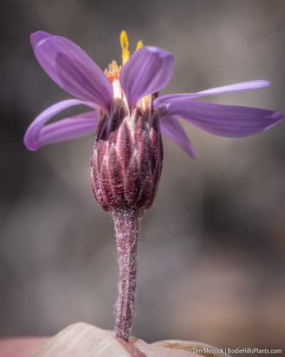 Lava Aster (Ionactis alpina)