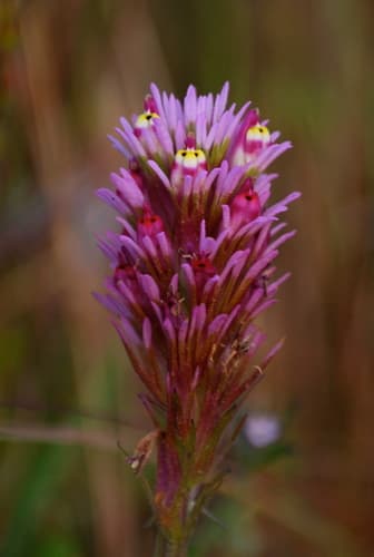 Denseflower Indian paintbrush (Castilleja densiflora)