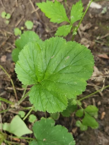 Heart-Leaf Avens (Geum vernum)