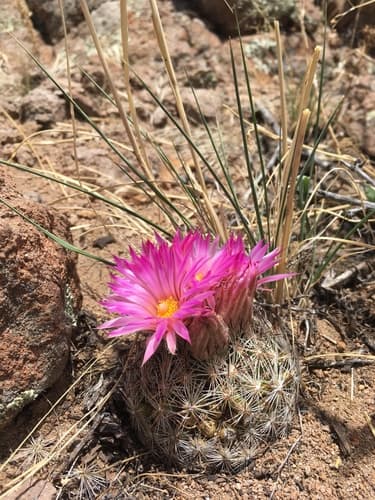 Beehive Cactus (Escobaria vivipara)