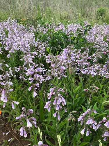 Northeastern beardtongue (Penstemon hirsutus)