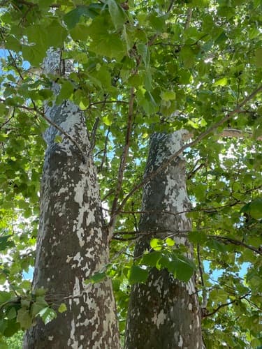 Buttonball (Platanus occidentalis)