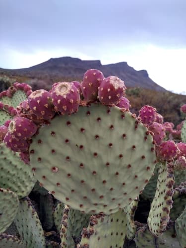 Blind prickly pear (Opuntia rufida)