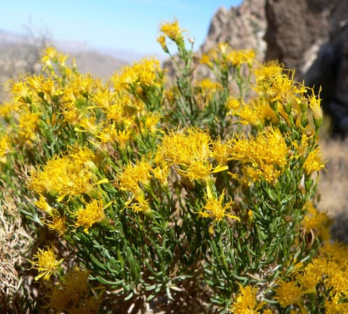 Turpentine bush (Ericameria laricifolia)