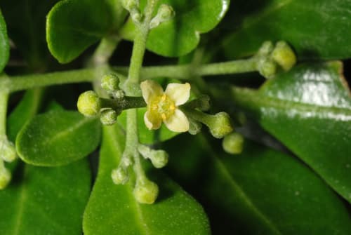 Barreta (Helietta parvifolia)