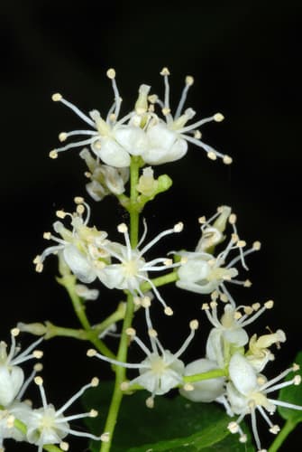 Texas Torchwood (Amyris texana)