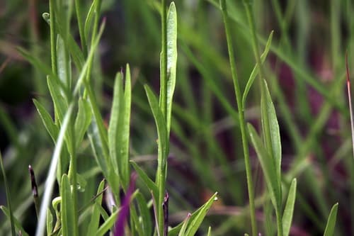 Florida Bluehearts, Savannah Bluehearts (Buchnera floridana)