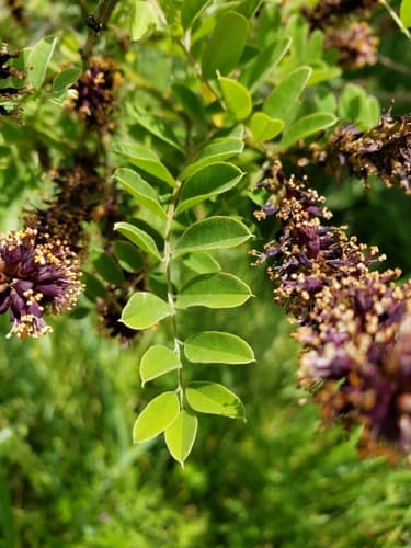 Bastard Indigo-bush (Amorpha fruticosa)