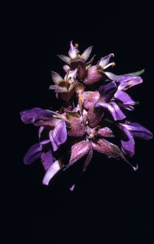 Largebract Indian Breadroot (Pediomelum cuspidatum)