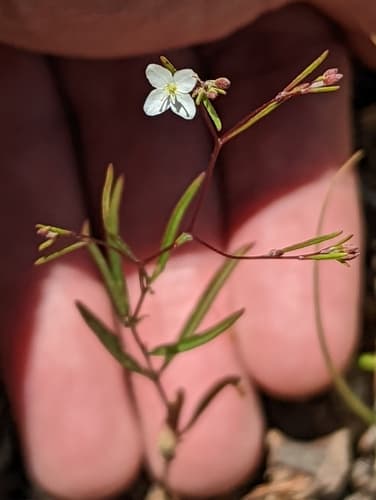 Oenothera Gayophytum Diffusa (Gayophytum diffusum)