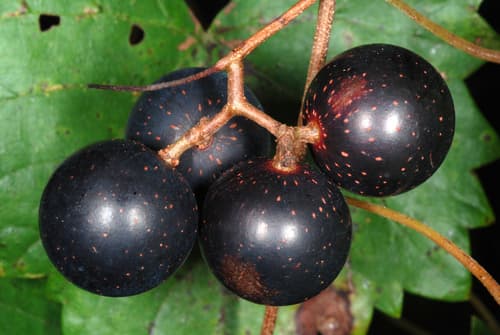 Muscadine Grape (Vitis rotundifolia)