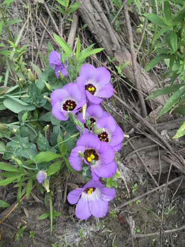 Texas bluebells (Eustoma grandiflorum)