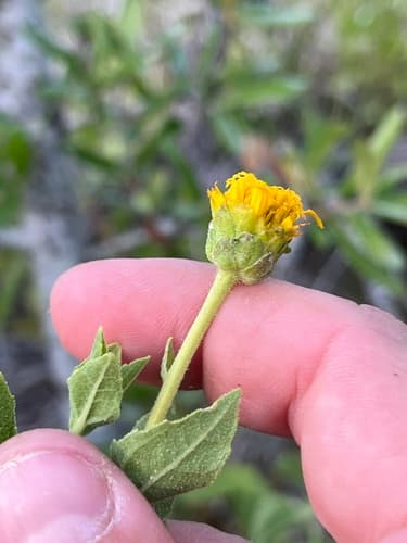 Lindheimer's Crownbeard (Verbesina lindheimeri)