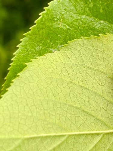 Sheepberry (Viburnum lentago)